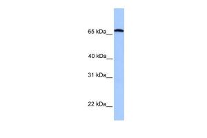 Anti-CCIN Rabbit Polyclonal Antibody