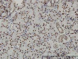 Anti-TCEA3 Mouse Monoclonal Antibody [clone: 4E11]