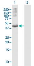 Anti-OBFC1 Rabbit Polyclonal Antibody