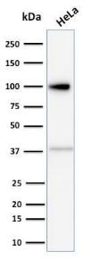 Western blot analysis of human HeLa cell lysate using Anti-Major Vault Protein Antibody [1014]