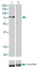 Anti-PRKCD Mouse Monoclonal Antibody [clone: 6A2]