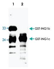 Anti-ING1 Goat Polyclonal Antibody