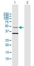 Anti-HOMER1 Rabbit Polyclonal Antibody