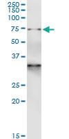 Anti-GTPBP1 Mouse Monoclonal Antibody