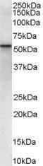 Antibody anti-VPS45 A84108-100 100 µg