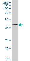 Anti-HOMER1 Rabbit Polyclonal Antibody