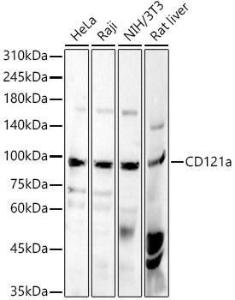 Anti-IL1 Receptor I/IL-1R-1 antibody