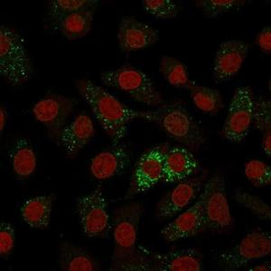 Immunofluorescent analysis of A549 cells stained with Anti-Major Vault Protein Antibody [1014] followed by Goat Anti-Mouse IgG (CF&#174; 488) (Green). The nuclear counterstain is RedDot (Red).