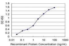 Anti-NMI Mouse Monoclonal Antibody [clone: 9E8]