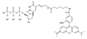 Tetramethylrhodamine 17023