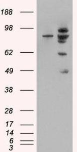 Anti-MDM2 Goat Polyclonal Antibody