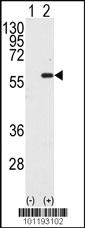 Anti-MST1 Rabbit Polyclonal Antibody