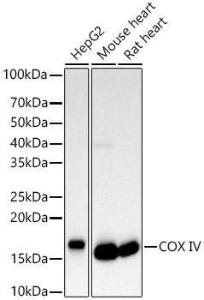 Western blot analysis of various lysates, using Anti-COX IV Antibody (A309799) at 1:500 dilution