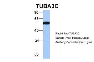 Anti-TUBA3C Rabbit Polyclonal Antibody