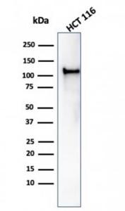 Western blot analysis of HCT116 cell lysate using Anti-MSH2 Antibody [rMSH2/6548]