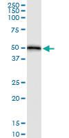 Anti-HOMER1 Rabbit Polyclonal Antibody