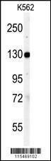 Anti-VCL Rabbit Polyclonal Antibody