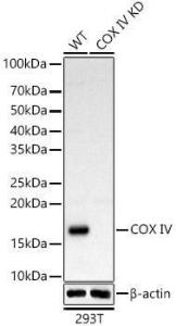 Western blot analysis of extracts from wild type(WT) and COX IVknockdown (KD) 293T(KD) cells, using Anti-COX IV Antibody (A309799) at 1:500 dilution