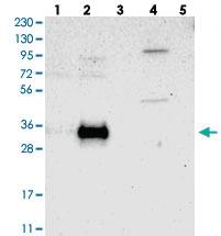 Anti-RELL1 Rabbit Polyclonal Antibody