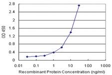 Anti-IRF2 Antibody Pair