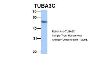 Anti-TUBA3C Rabbit Polyclonal Antibody