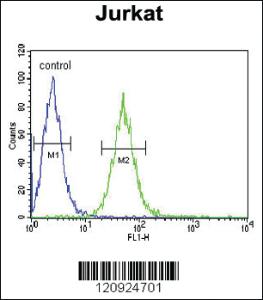 Anti-BCKDHA Rabbit Polyclonal Antibody