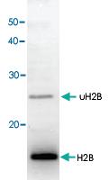 Anti-htb1 Rabbit Polyclonal Antibody