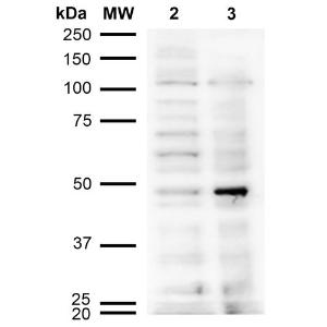 Antibody A304753-100 100 µg