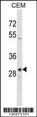 Anti-OR1D2 Rabbit Polyclonal Antibody (PE (Phycoerythrin))