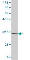 Anti-RPS28 Mouse Monoclonal Antibody [clone: 2F9]