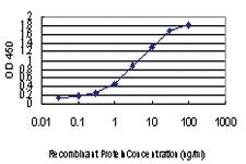 Anti-FOXA2 Mouse Monoclonal Antibody [clone: 4C2]