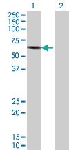 Anti-RIPK2 Mouse Polyclonal Antibody