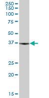 Anti-CA5B Mouse Polyclonal Antibody