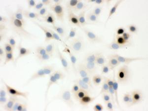 Anti-Cyclin A Mouse Monoclonal Antibody [clone: CY-28]