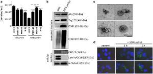 Dapi 17507 2 ml