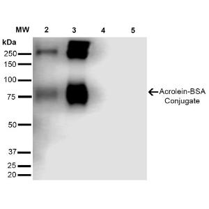 Antibody A304753-100 100 µg