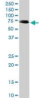 Anti-RIPK2 Rabbit Polyclonal Antibody