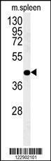 Anti-PGD Rabbit Polyclonal Antibody