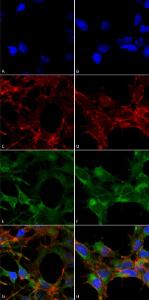 Antibody A304753-100 100 µg