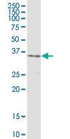 Anti-NIPSNAP3A Rabbit Polyclonal Antibody