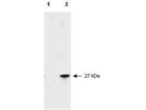 Anti-RFP HRP CONJ μgATED