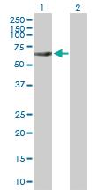 Anti-RIPK2 Rabbit Polyclonal Antibody