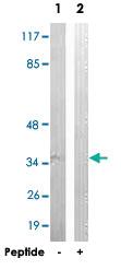 Anti-GAS1 Rabbit Polyclonal Antibody