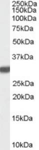 Anti-LXN Goat Polyclonal Antibody