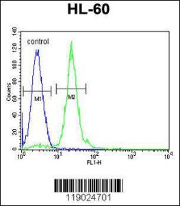 Anti-CPT1C Rabbit Polyclonal Antibody (HRP (Horseradish Peroxidase))