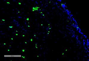 Antibody A304753-100 100 µg