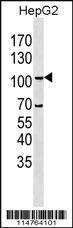 Anti-LRRN3 Rabbit Polyclonal Antibody