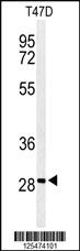 Anti-RHG19 Rabbit Polyclonal Antibody