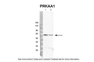 Anti-PRKAA1 Rabbit Polyclonal Antibody