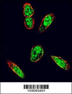 Anti-SRC Rabbit Polyclonal Antibody (AP (Alkaline Phosphatase))